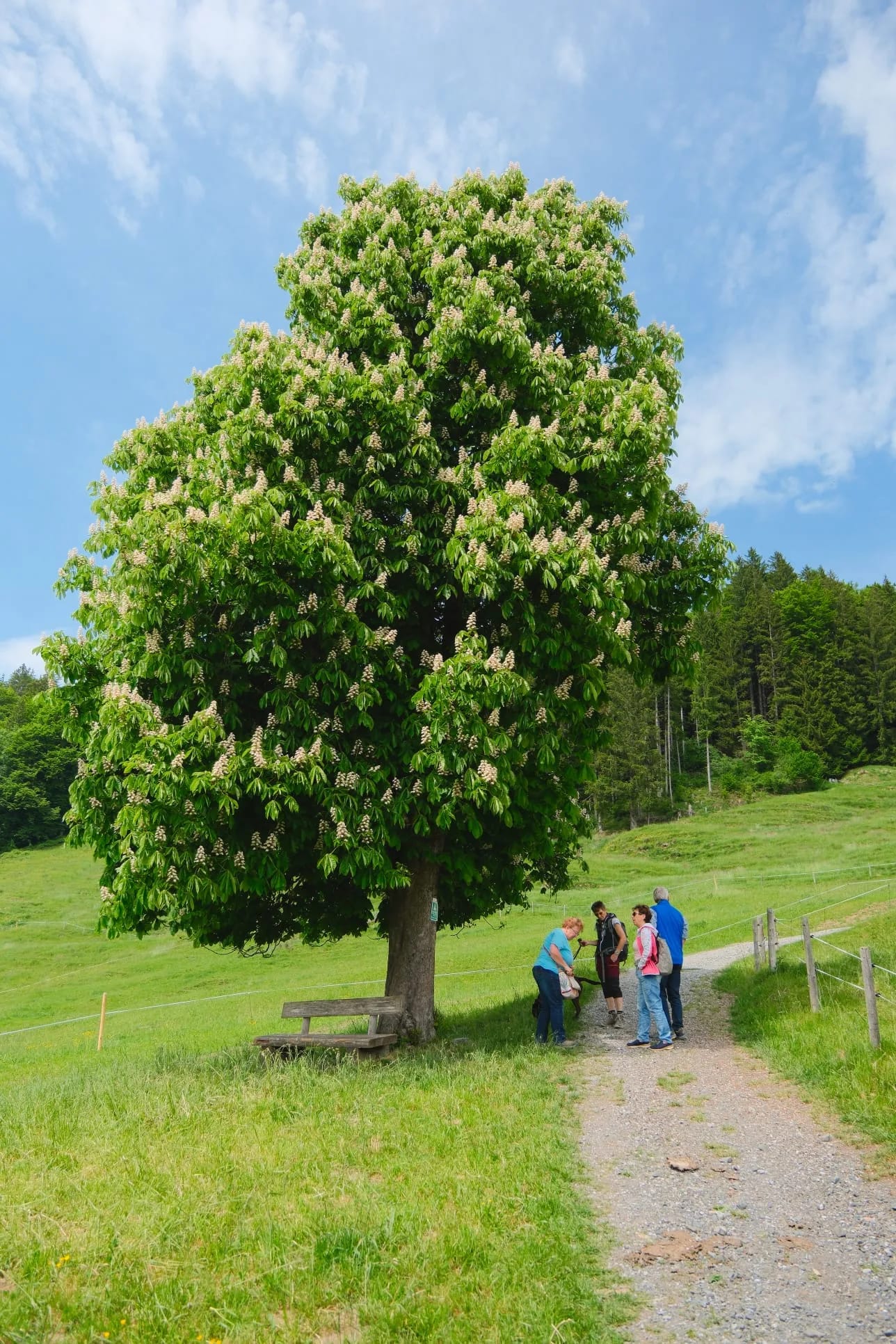 Großer blühender Baum am Weg mit Gruppe von Menschen daneben