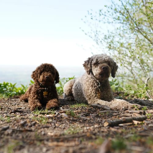 Zwei Hunde liegen auf einem Waldpfad mit Wasser im Hintergrund.
