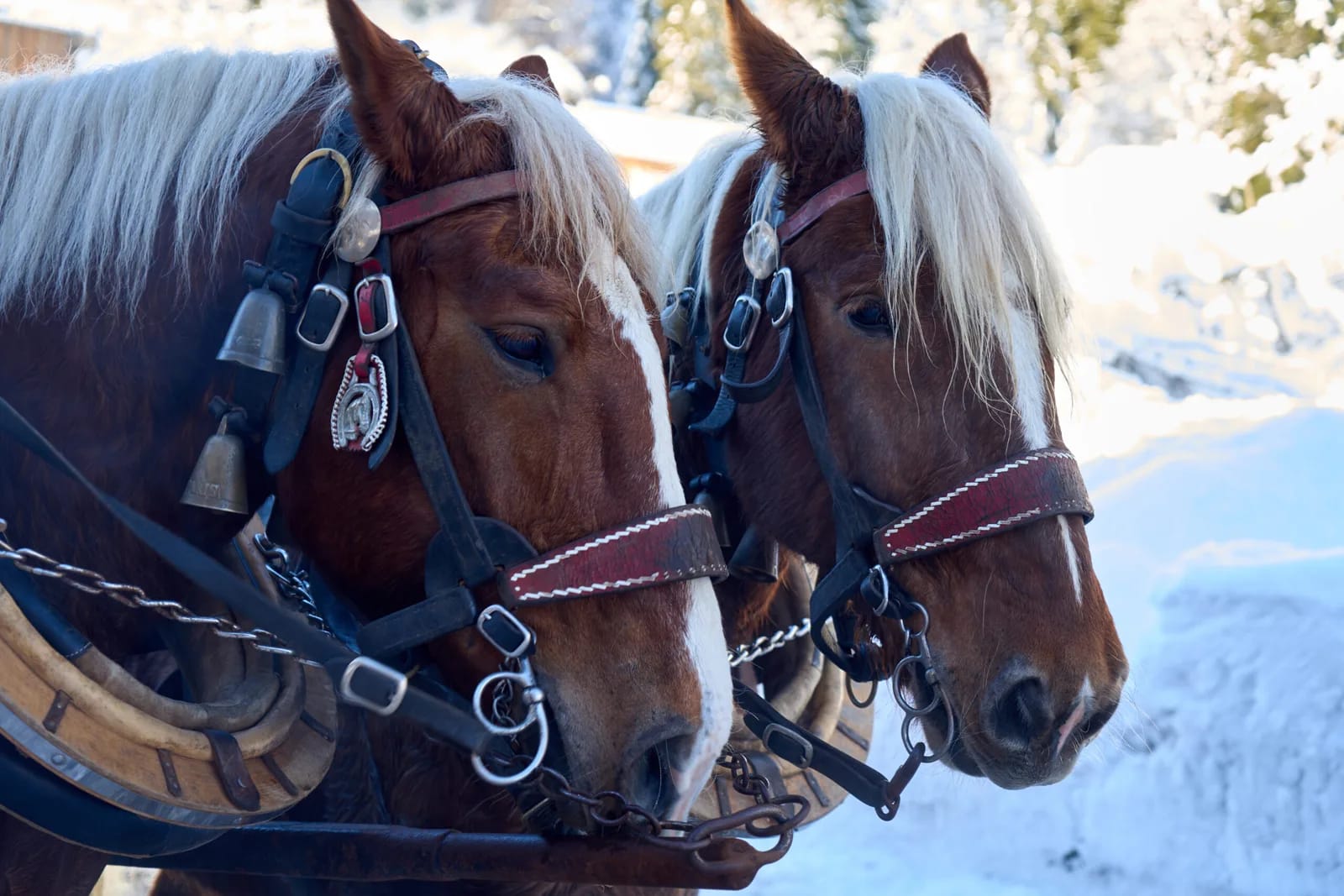 Zwei Pferde im Winter mit Zaumzeug